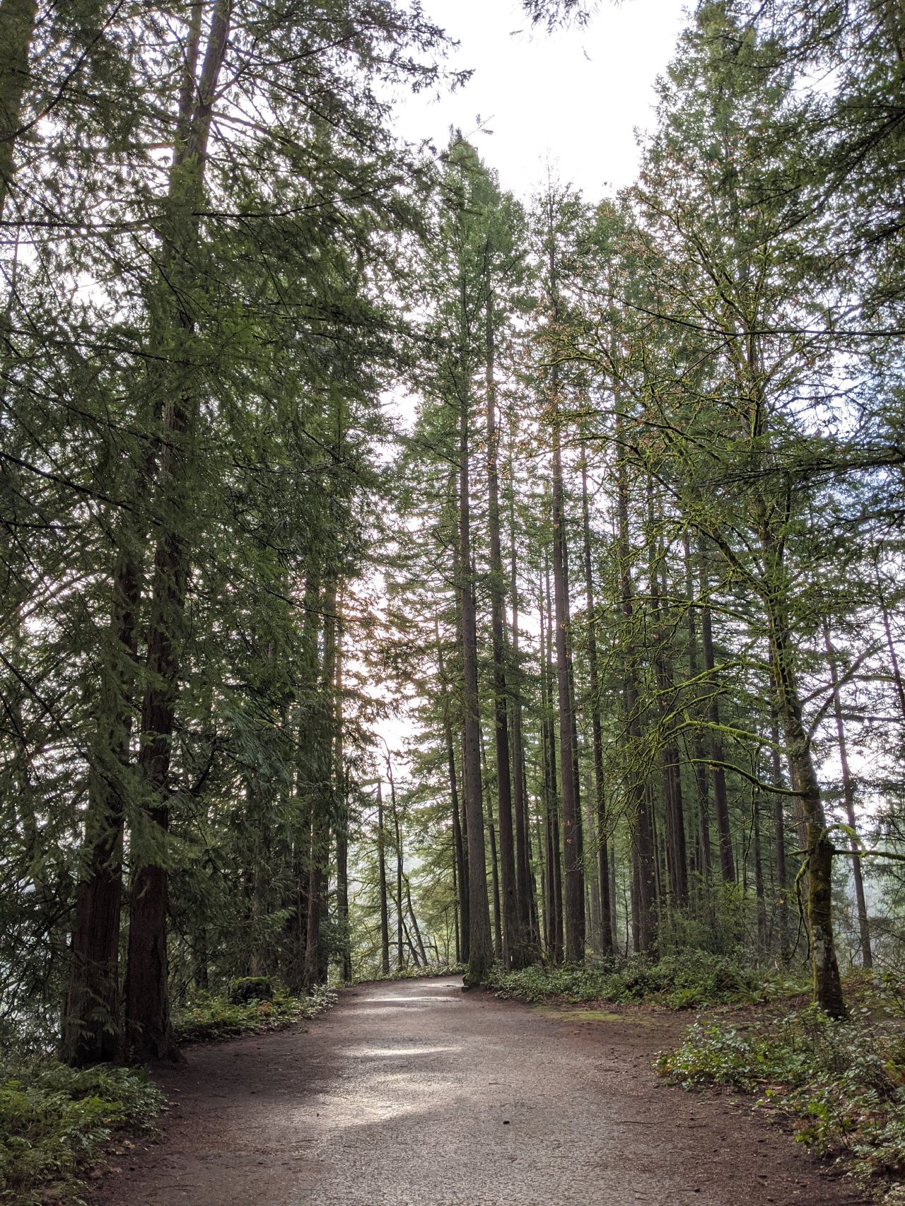 Round Lake Loop Trail — A common view of hiking trails at Lacamas Park in Camas, WA.
