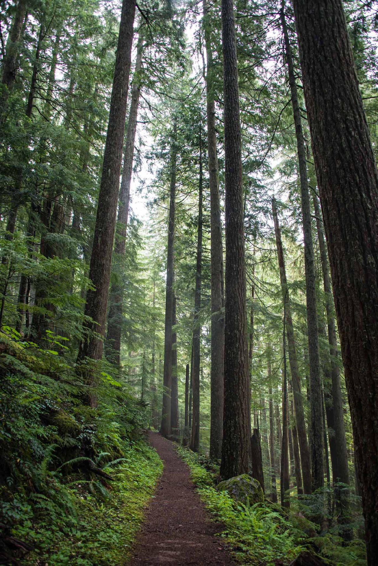 Acceptance during Covid-19. Pacific northwest forest. rachel konsella photography