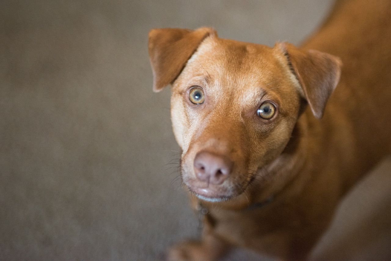 Olympia, WA pet photographer.jpg
