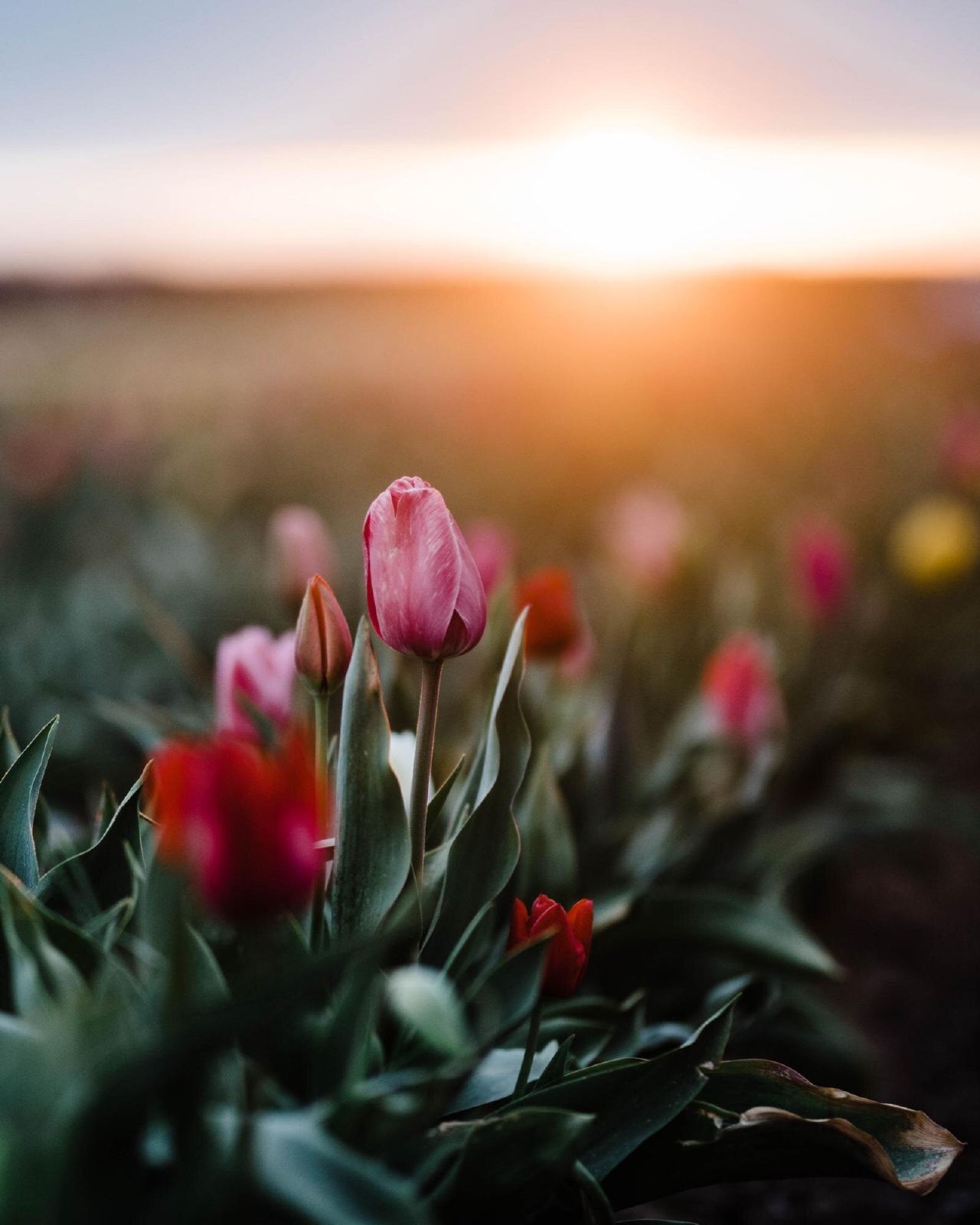 Missy Fant Wooden Shoe Tulip Festival