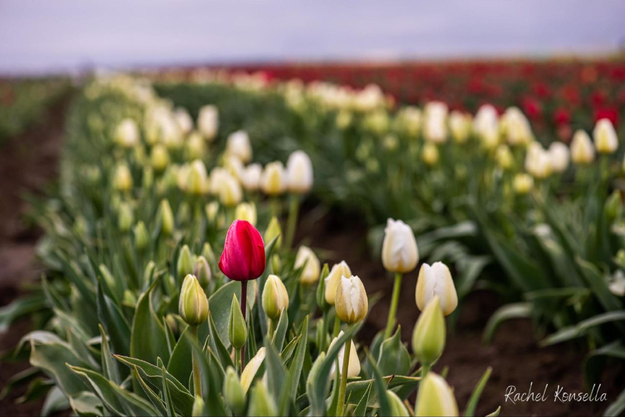 Olympia washington landscape photographer