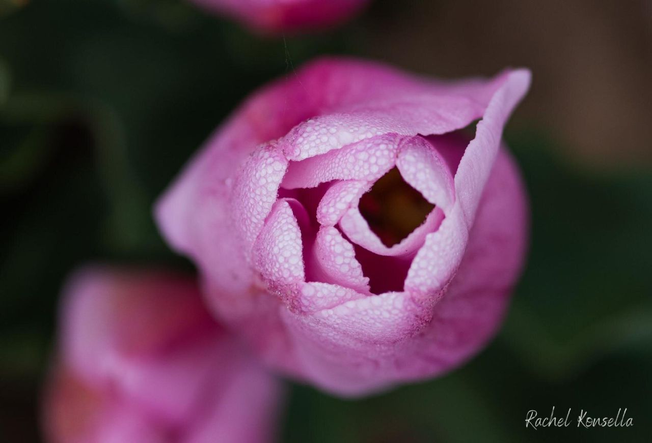 Rachel Konsella Washington landscape photographer