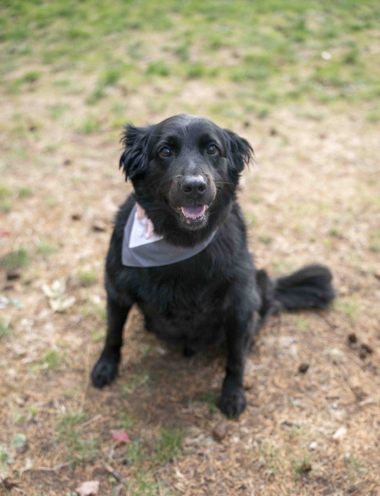 Black dog wearing a wedding bandana sitting on forest ground at Lacamas Lake Park in Camas WA.